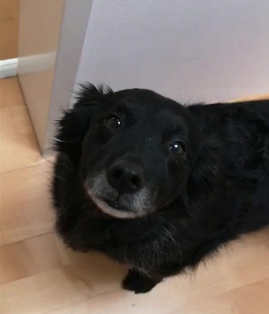 ein Foto von Sophies Hund
